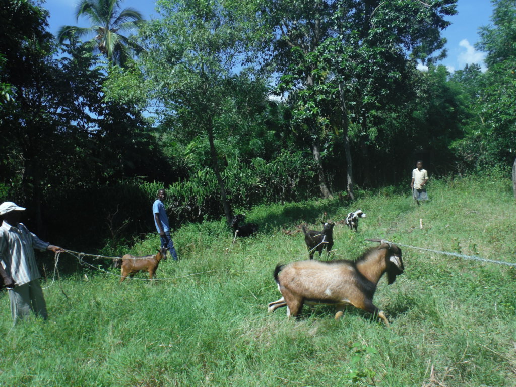 Goats: Help Families Become Self-Sufficient