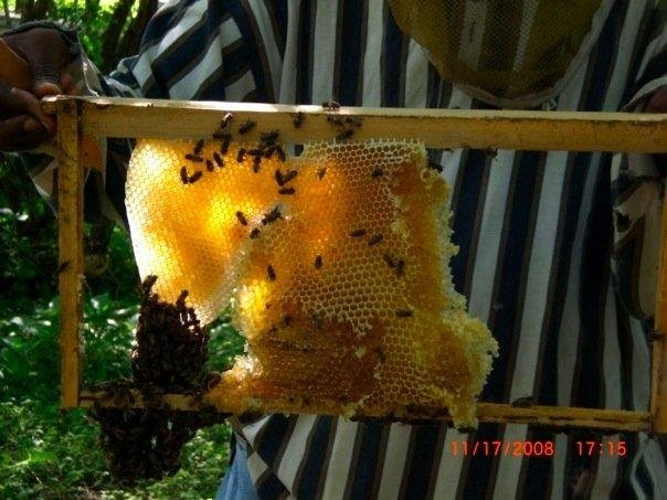 Help 35 Families Become Self-Sufficient with Honey