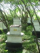 Honey Boxes