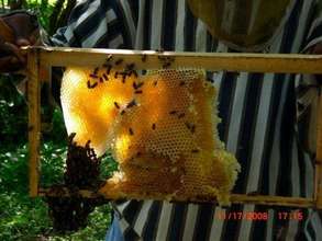 Honey Comb attached to frame