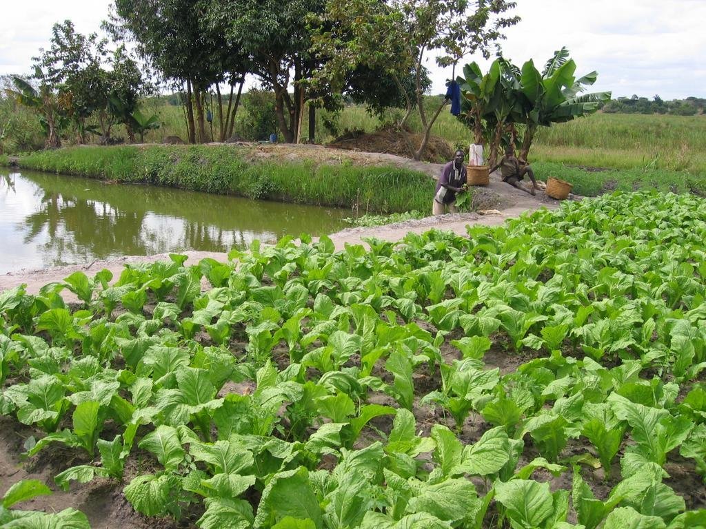 Fish to Feed HIV affected families in Malawi