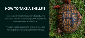How to take a shellfie