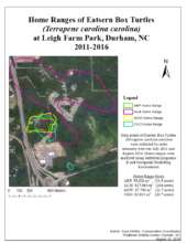 The four turtles tracked between 2011-2016