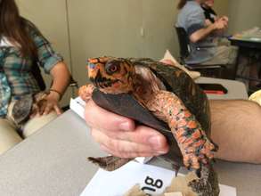 Ambassador, Bob, teaching about sexual dimorphism