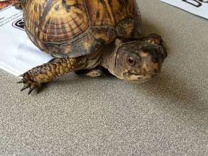 Shelly, teaching about sexual dimorphism