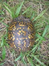 "BHI" carapace in 2009