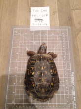 New Turtle "HJR"