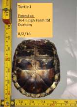 Photo Example for Turtle Trekkers - plastron