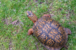 Sheldon, a resident turtle at PWC, taking a stroll