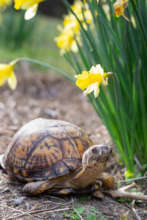 Shelly, in all her springtime glory