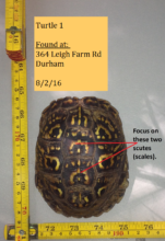 Top photo (carapace) for Turtle Trekkers