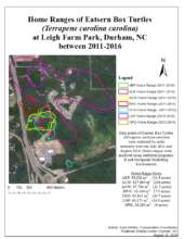 All turtles currently being tracked