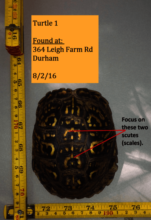 Example of Turtle Trekker photo
