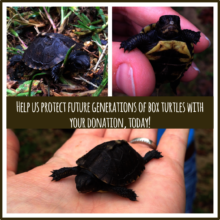 Baby Turtles Donate