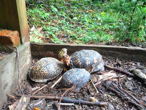Sheldon (left), Bob (right), Vinny (front)