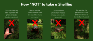 How NOT to take a shellfie
