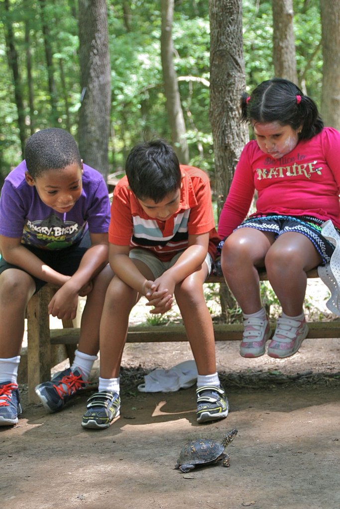 Help Save the Box Turtles!