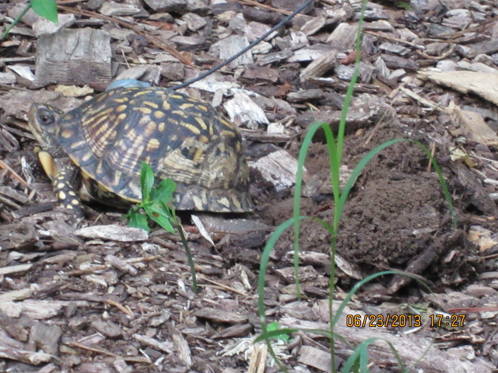 Help Save the Box Turtles!