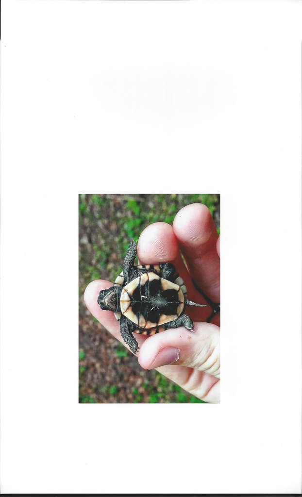 Help Save the Box Turtles!