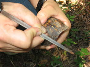 Marking a turtle's shell