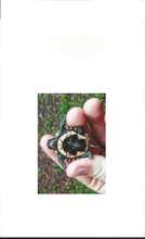 baby box turtle found during summer camp 2013