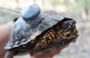 Help Save the Box Turtles!