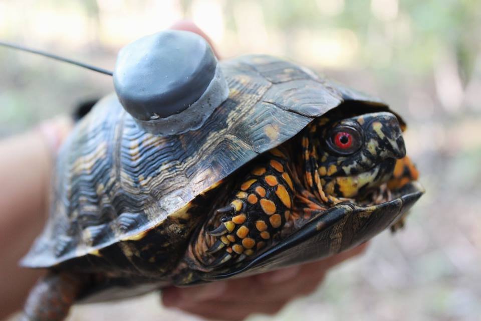 Help Save the Box Turtles!