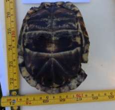 Bottom of turtle shell