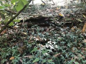 Can you spot the turtle?