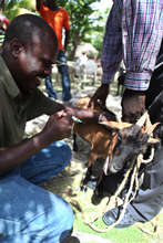 Healthy goats