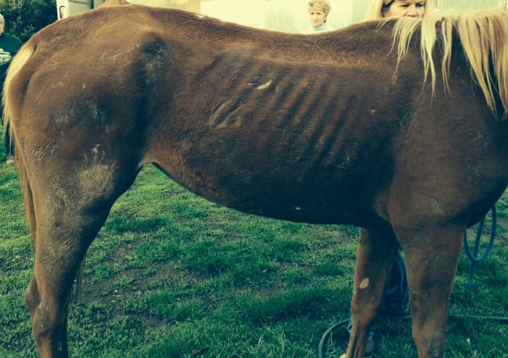 Lets Give Mocha & Shasta A Second Chance At Life