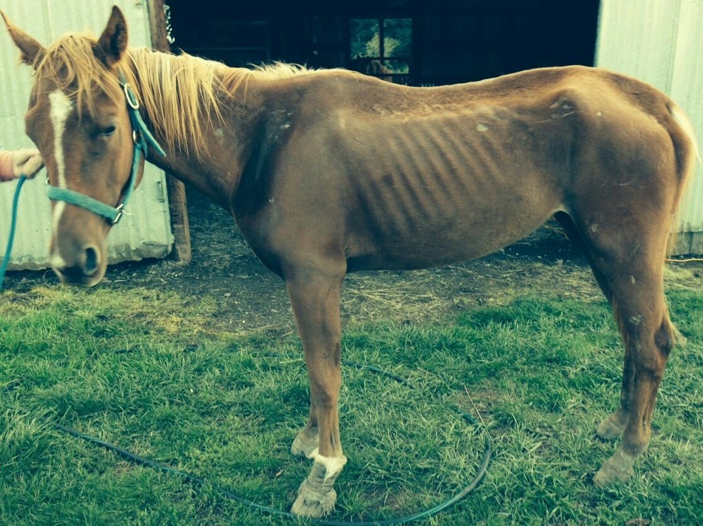 Lets Give Mocha & Shasta A Second Chance At Life