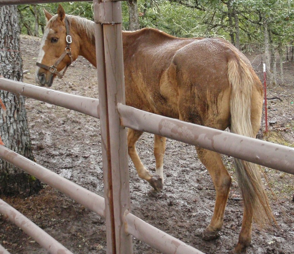 Lets Give Mocha & Shasta A Second Chance At Life