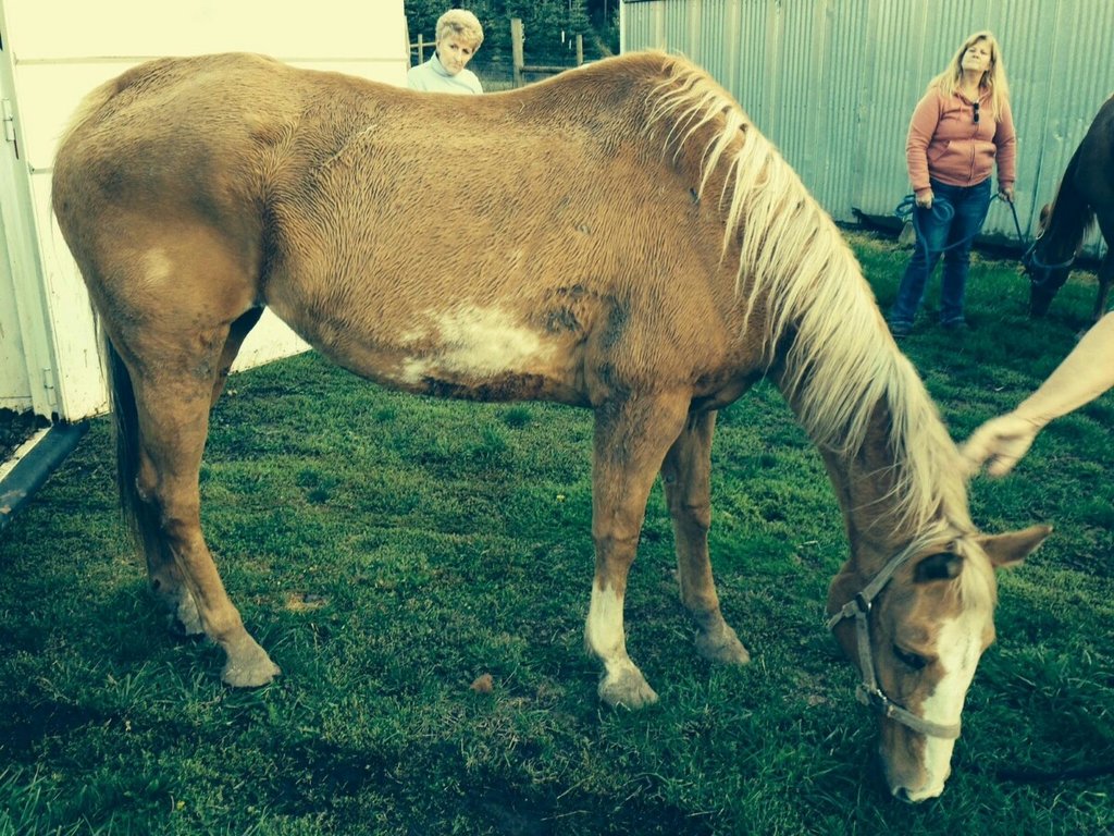 Lets Give Mocha & Shasta A Second Chance At Life