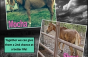 Lets Give Mocha & Shasta A Second Chance At Life