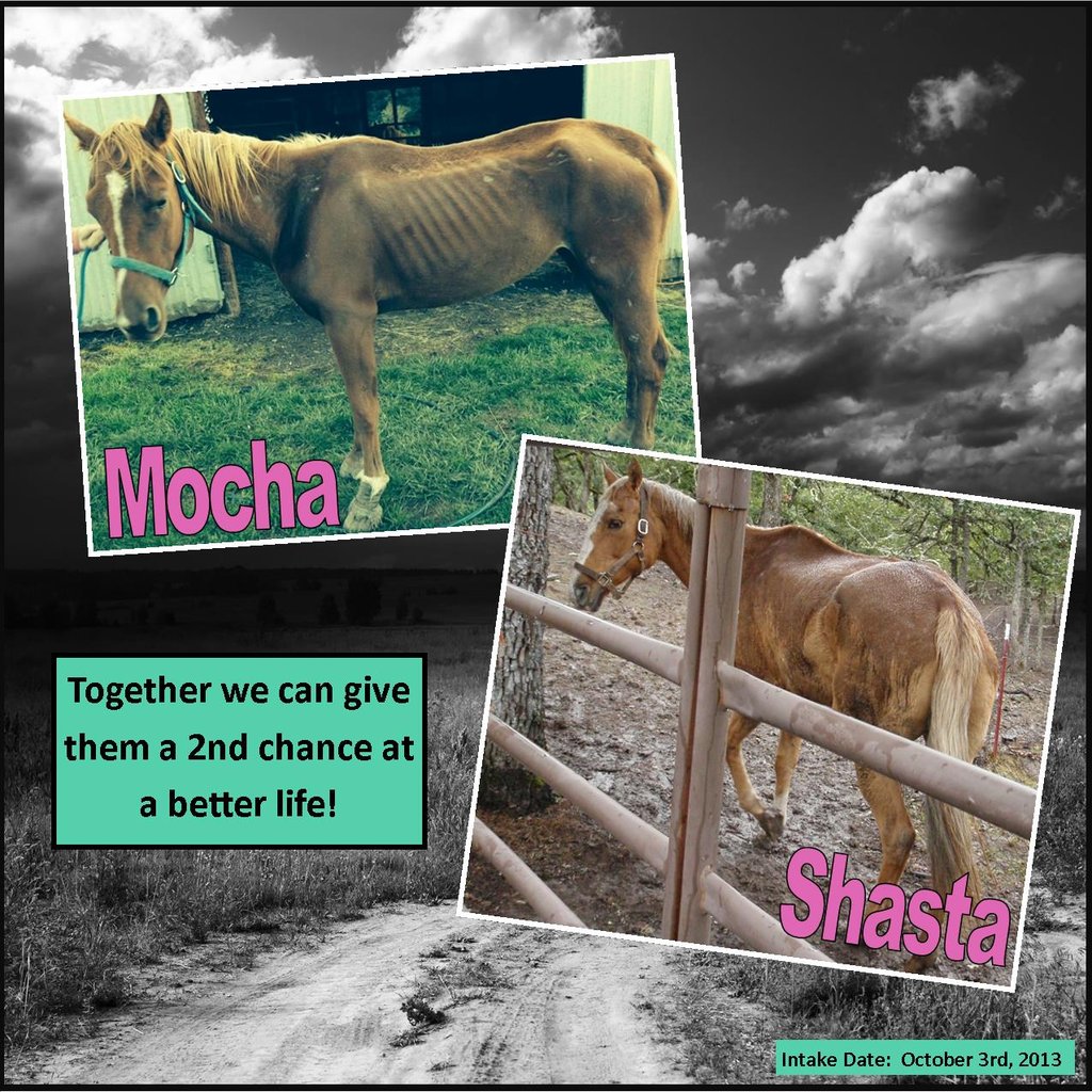 Lets Give Mocha & Shasta A Second Chance At Life