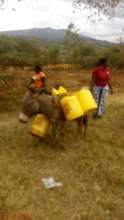 Donkeys currently used to fetch water.