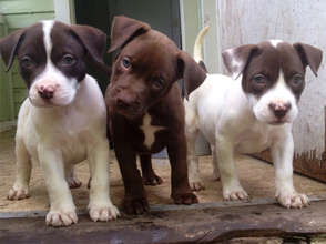 Treat Pit Bulls Suffering From Heartworm Disease