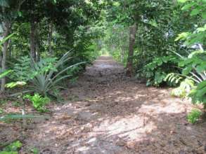 Demonstration Site Trail through Host Trees