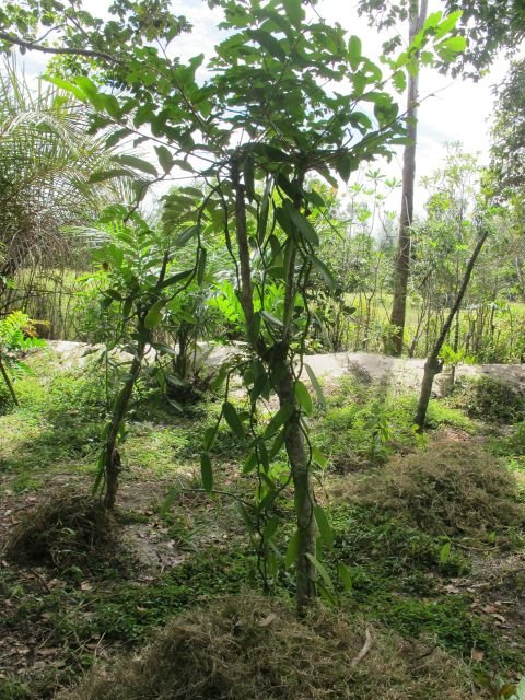 SEPALI demonstration farm - talandoa and vanilla