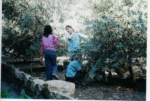 Joint olive harvest