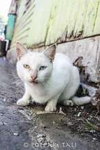Stray cat