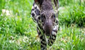 Baby Tapir - Amazon