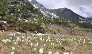Gran Paradiso