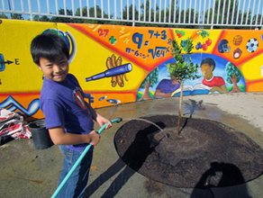 Child Watering a Newly Planted Tree