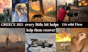 millions of animals need help after the wild fires