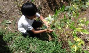 A 4th grade pupil tends soy beans in school garden