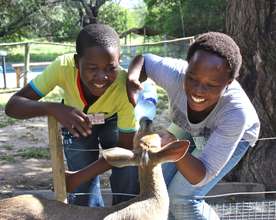 Feeding Maxi, the bushbuck