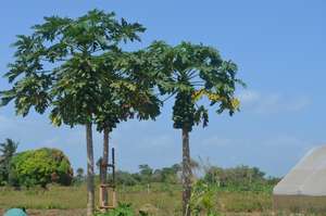 Papaya Tree