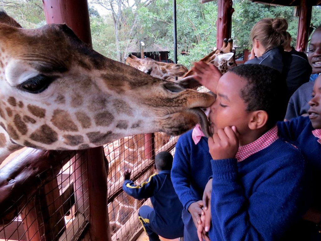 Pupils kissing the giraffes!